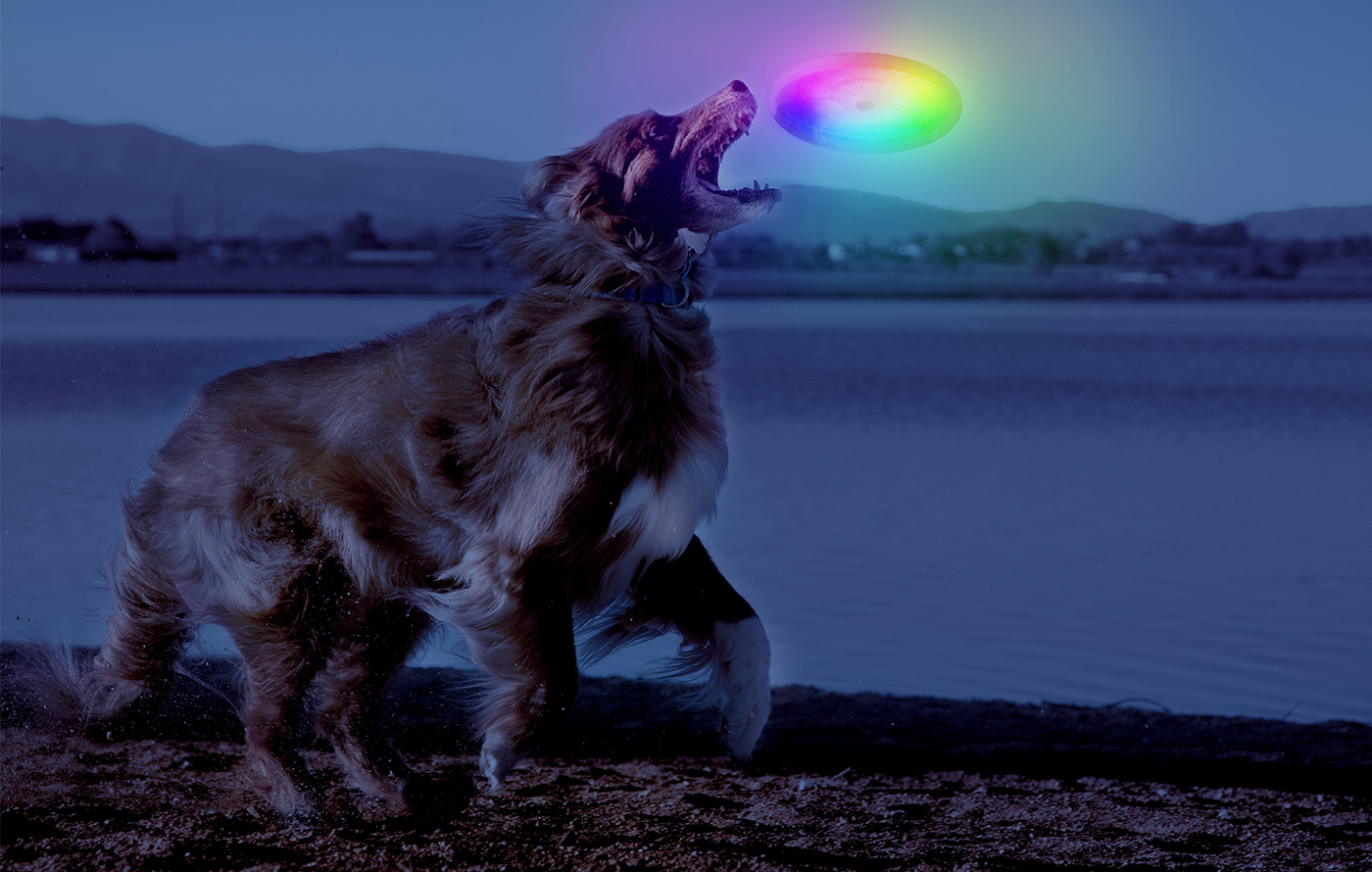 Nite Ize Flashflight Dog Discuit LED Flying Disc
